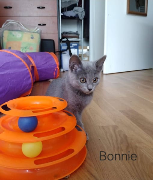 Bonnie, Rose et Jack