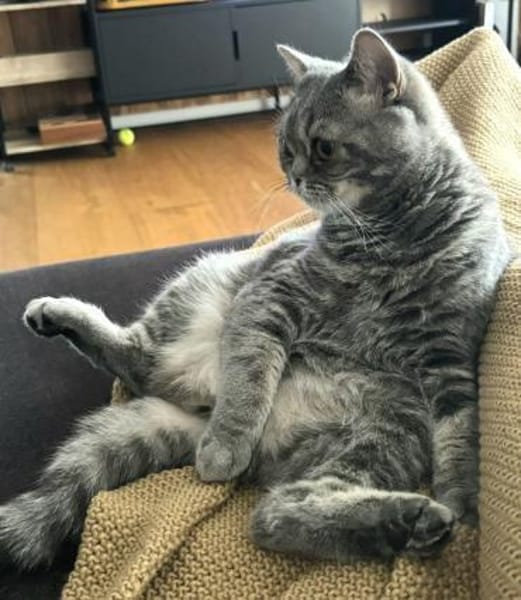 Zwei Schmusetiger suchen gem. Zuhause
