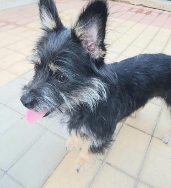 Bezaubernde Daisy sucht ihr Glück