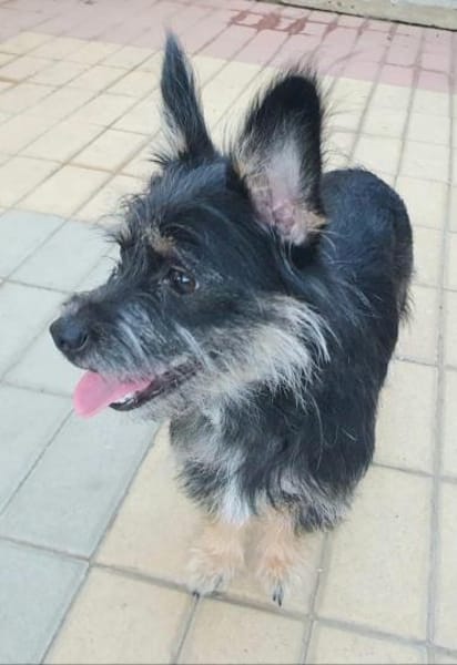 Bezaubernde Daisy sucht ihr Glück
