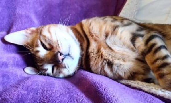 verspielte, kinderliebe Bengal- Kätzin,