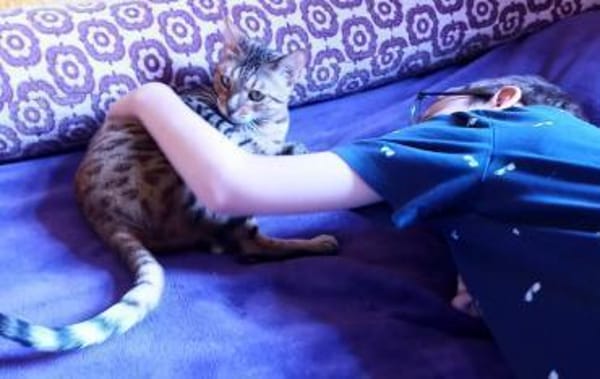 verspielte, kinderliebe Bengal- Kätzin,