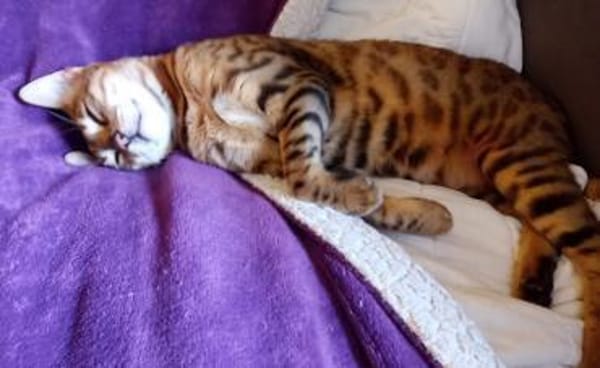 verspielte, kinderliebe Bengal- Kätzin,