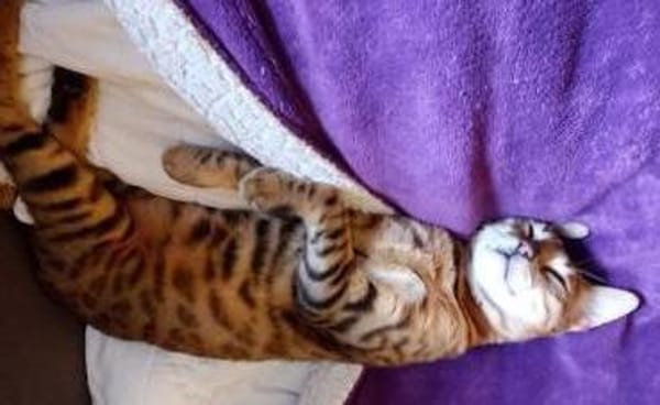 verspielte, kinderliebe Bengal- Kätzin,