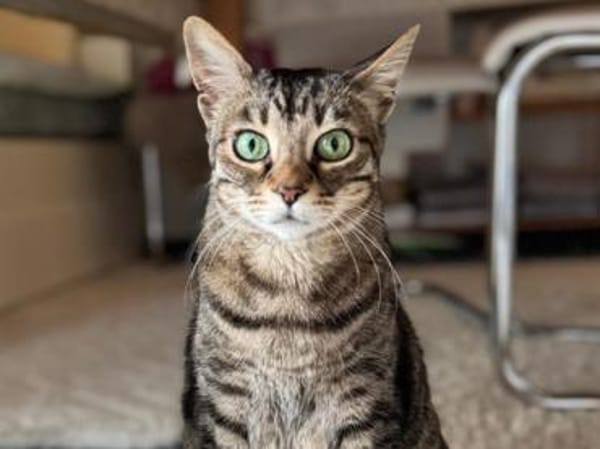 Ortensia sucht neues Zuhause