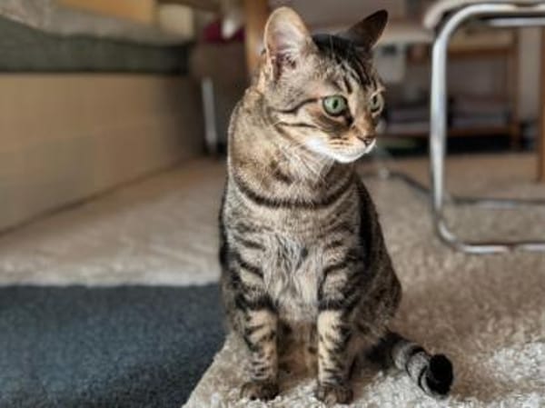 Ortensia sucht neues Zuhause