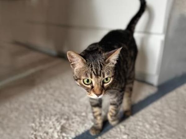 Ortensia sucht neues Zuhause