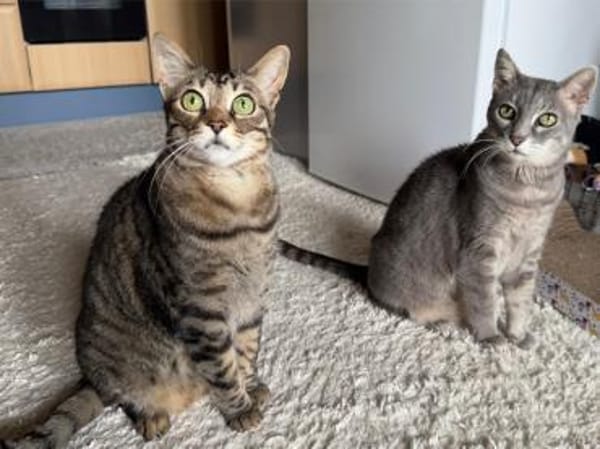 Ortensia sucht neues Zuhause