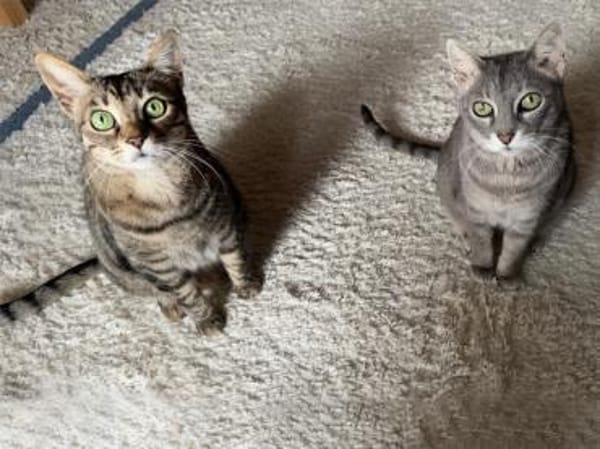 Ortensia sucht neues Zuhause