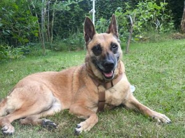 🆘🆘🆘 RUBY in 91616 Neusitz 🆘🆘🆘🍀