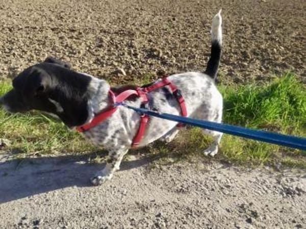 Lennox - der kleine Jagdhund