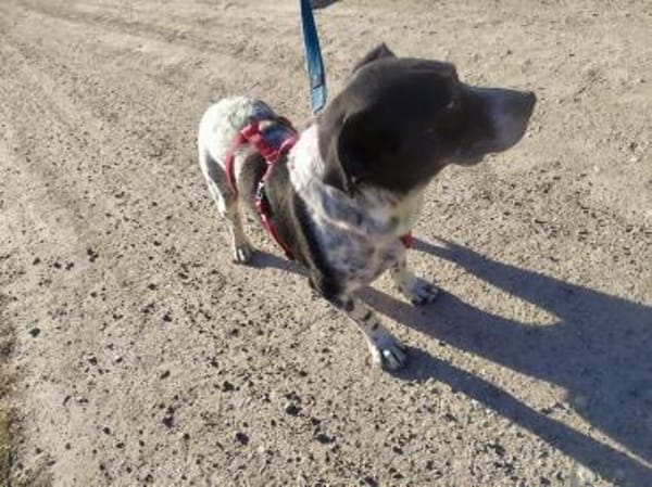 Lennox - der kleine Jagdhund
