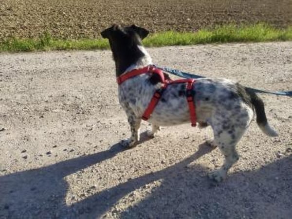 Lennox - der kleine Jagdhund