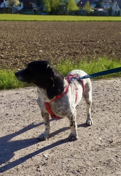 Lennox - der kleine Jagdhund