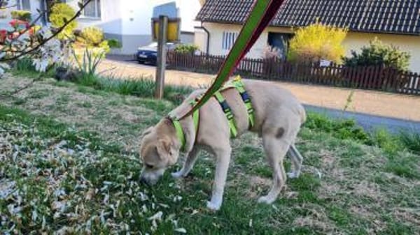 Knutschkugel Remo sucht seine Menschen!
