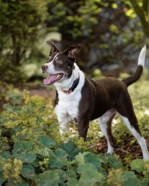 Cayo, 5 Jahre, sucht passenden Deckel