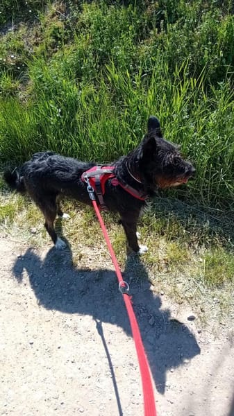 Phoebe sucht ihr Für-Immer-Zuhause!