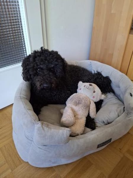 MISSY sucht ihr  Für-immer-Zuhause