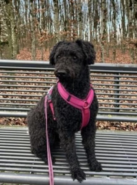 MISSY sucht ihr  Für-immer-Zuhause
