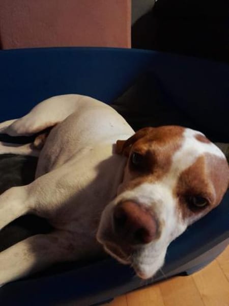 Unser wundervoller Lolo sucht sein Heim