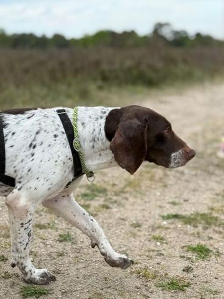 Wenzu, Kämpfer mit Herz sucht Dich
