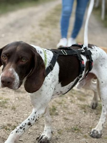 Wenzu, Kämpfer mit Herz sucht Dich