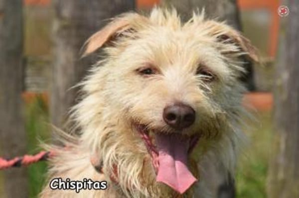 CHISPITAS
