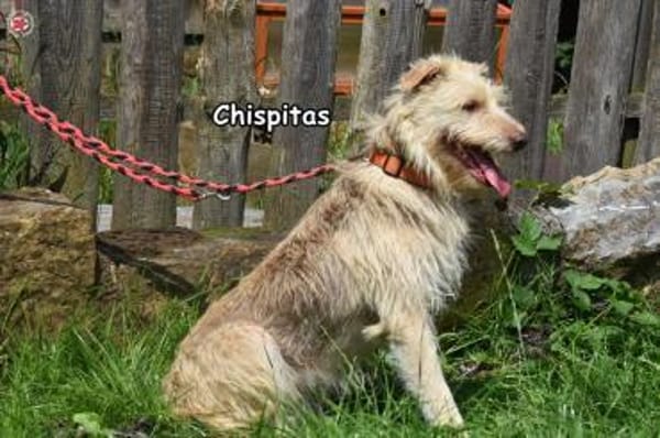 CHISPITAS