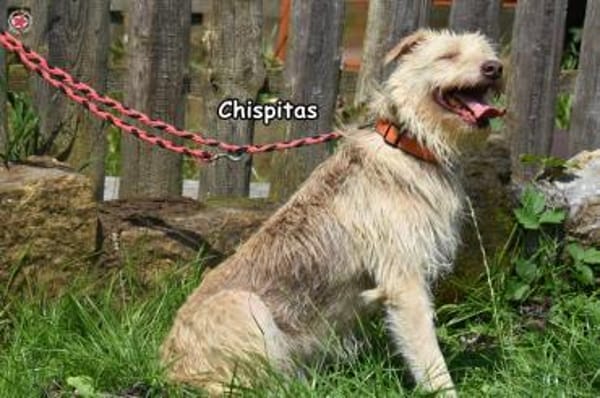 CHISPITAS