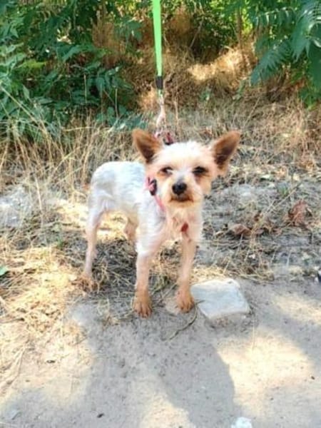 Yorkie Mädchen Soli sucht ein Zuhause