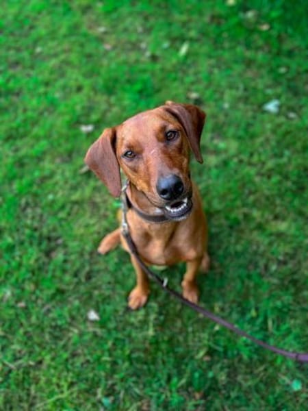 Lola - 2 Jahre - sucht ihren Platz