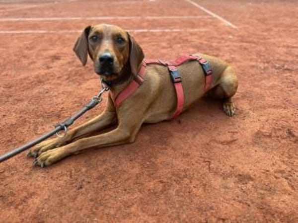 Lola - 2 Jahre - sucht ihren Platz