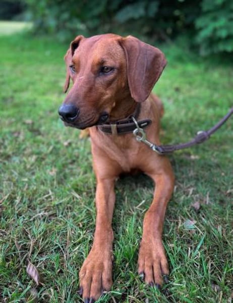 Lola - 2 Jahre - sucht ihren Platz