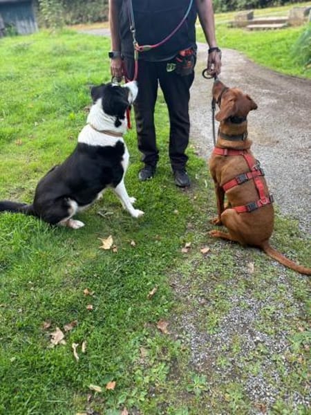 Lola - 2 Jahre - sucht ihren Platz