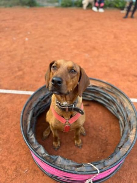 Lola - 2 Jahre - sucht ihren Platz