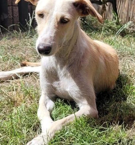 Ringo ein toller Podenco Mix sucht
