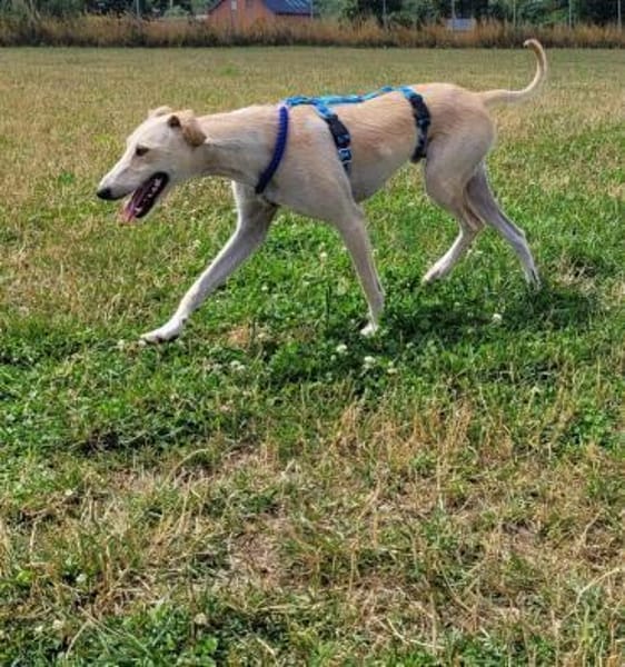 Ringo ein toller Podenco Mix sucht
