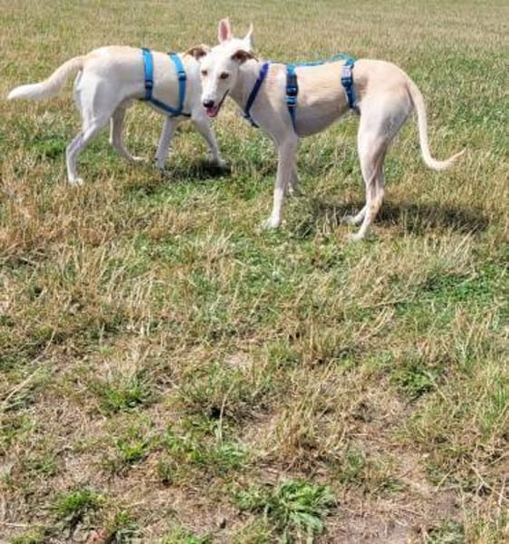 Ringo ein toller Podenco Mix sucht