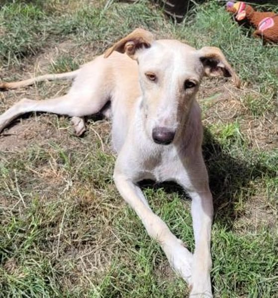 Ringo ein toller Podenco Mix sucht