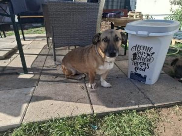 Bobby, unser süßer Schmusehund