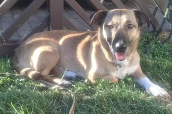 Bobby, unser süßer Schmusehund