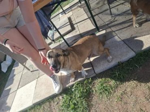 Bobby, unser süßer Schmusehund