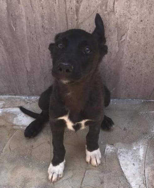 Estrella mit 5 Geschwistern ungewollt Al