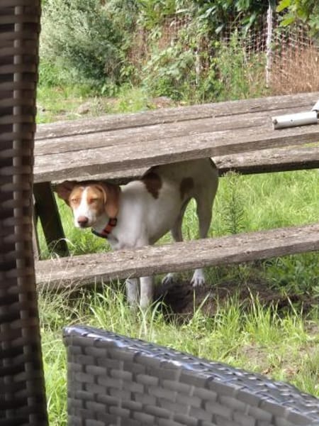💕Cleo💕sucht ihre Menschen🐾💕🐾