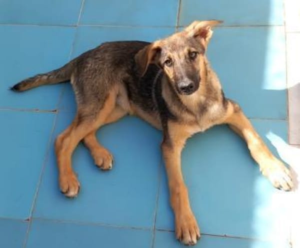 Bella lieber Welpe sucht Sie Ho