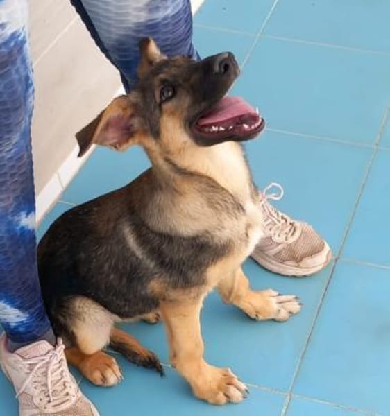 Bella lieber Welpe sucht Sie Ho