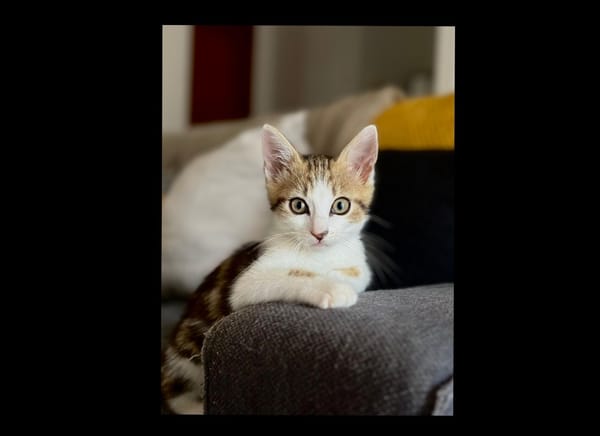 Bart [Chaton]