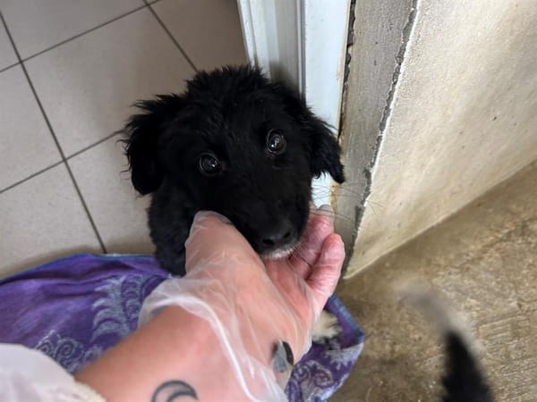 Arlo " En cours d'adoption"
