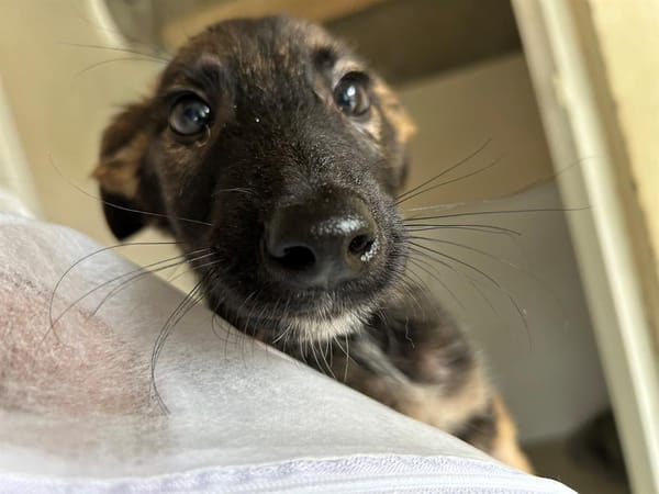 Azur "En cours d'adoption"