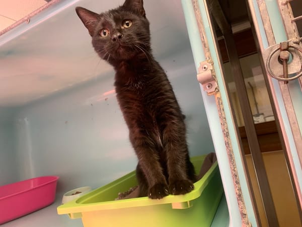 Jumpy [Chaton]
